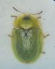 Cassida sp.